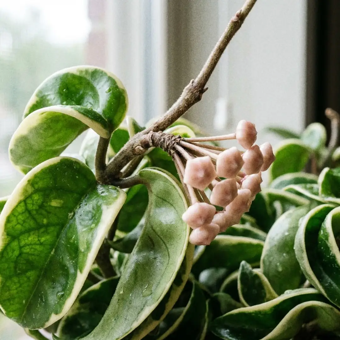 A close-up of Hindu Rope showing a peduncle with forming pale pink hoya buds emerging from between the curled leaves on a mature vine