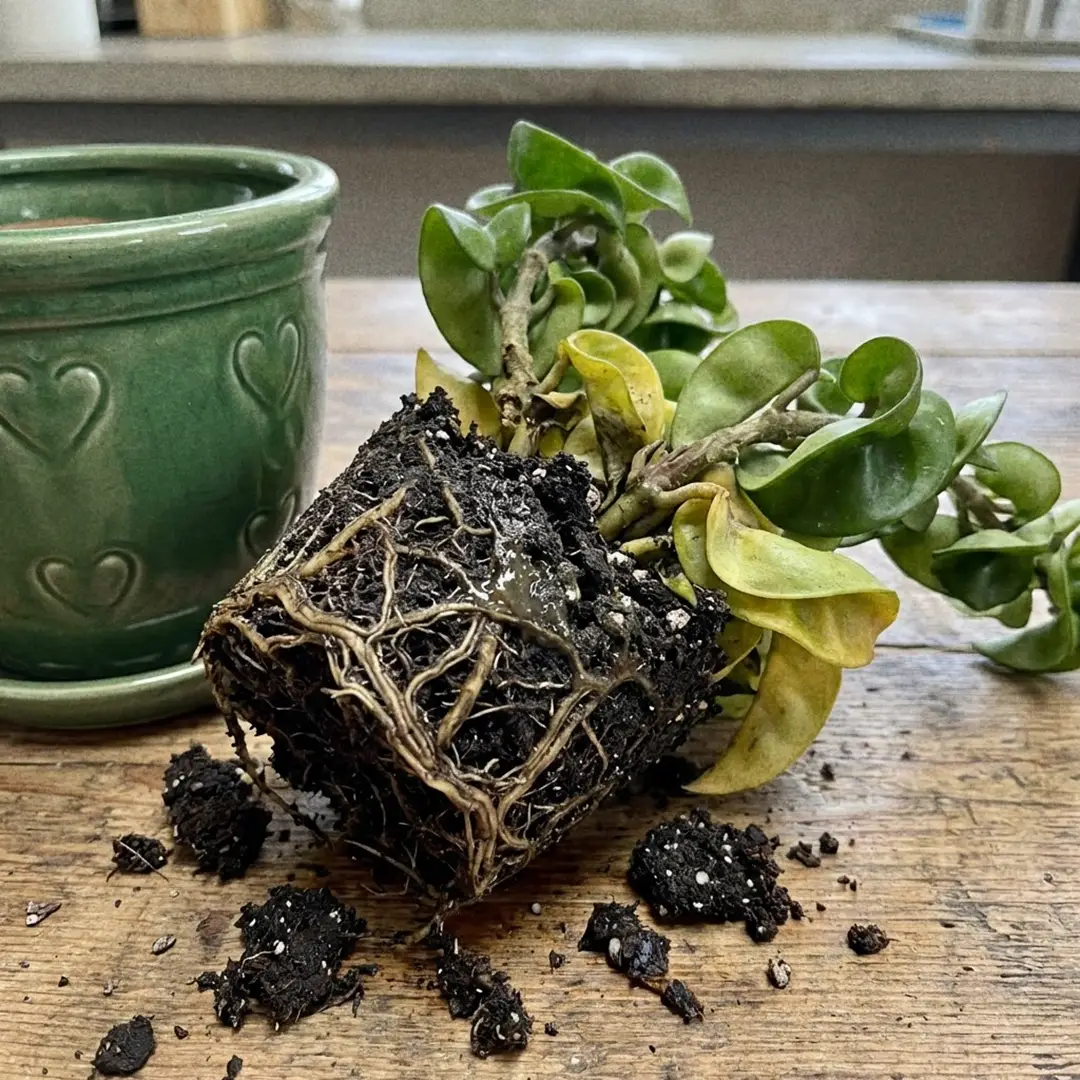 A Hindu Rope removed from its pot showing dark mushy roots, yellowing lower leaves, and collapsed stems near the base from root rot