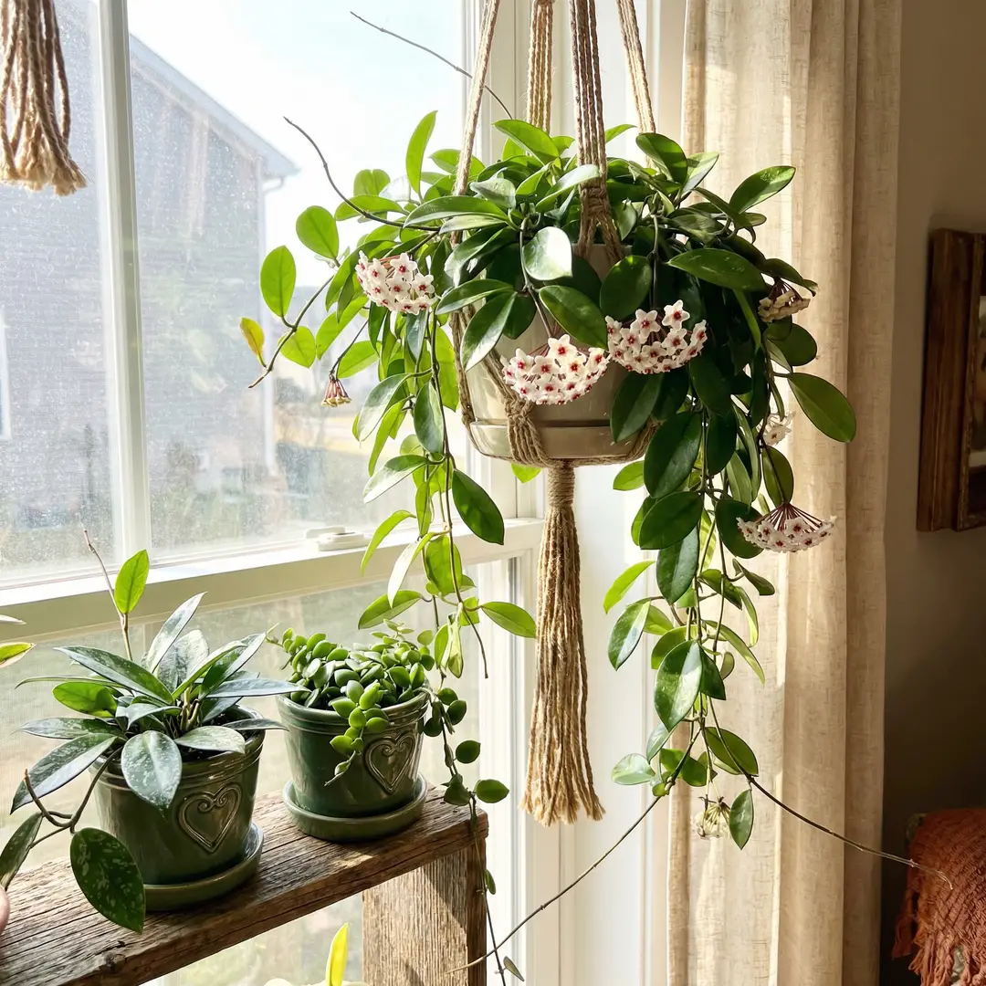 A mature Hoya Australis with long glossy vines in a macrame hanger near a bright window, displayed above a wooden shelf with a small Hoya Pubicalyx and a Dischidia in green ceramic pots with heart motifs