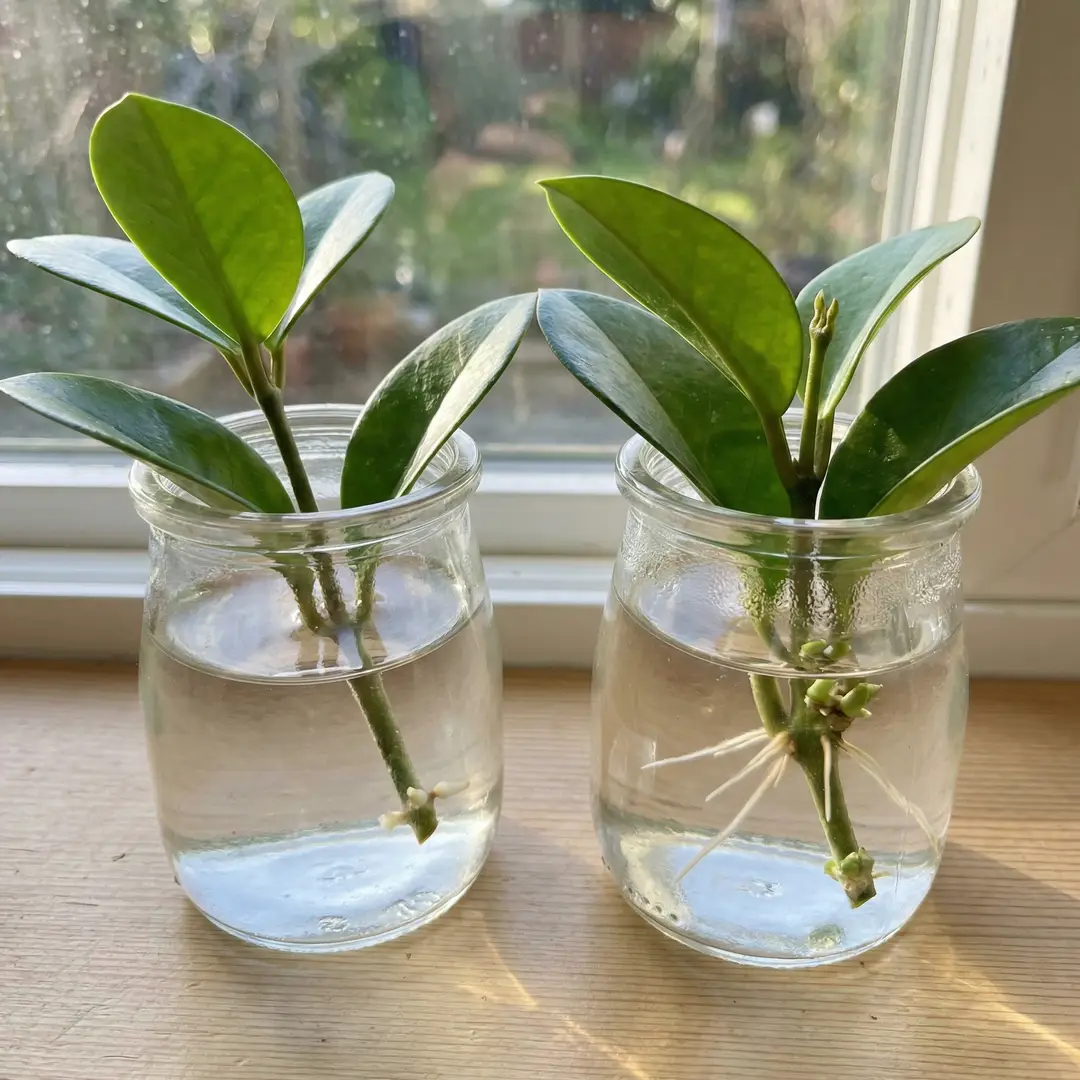 Two Hoya Australis stem cuttings with nodes and glossy green leaves rooting in small clear glass jars of water on a bright windowsill, each showing white roots 1-2 inches long extending from the submerged node
