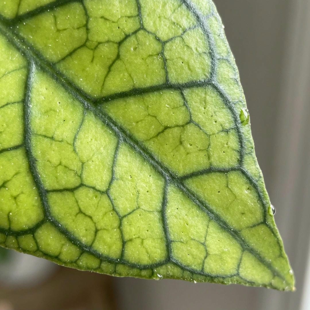 Macro shot of Hoya Callistophylla leaf veins