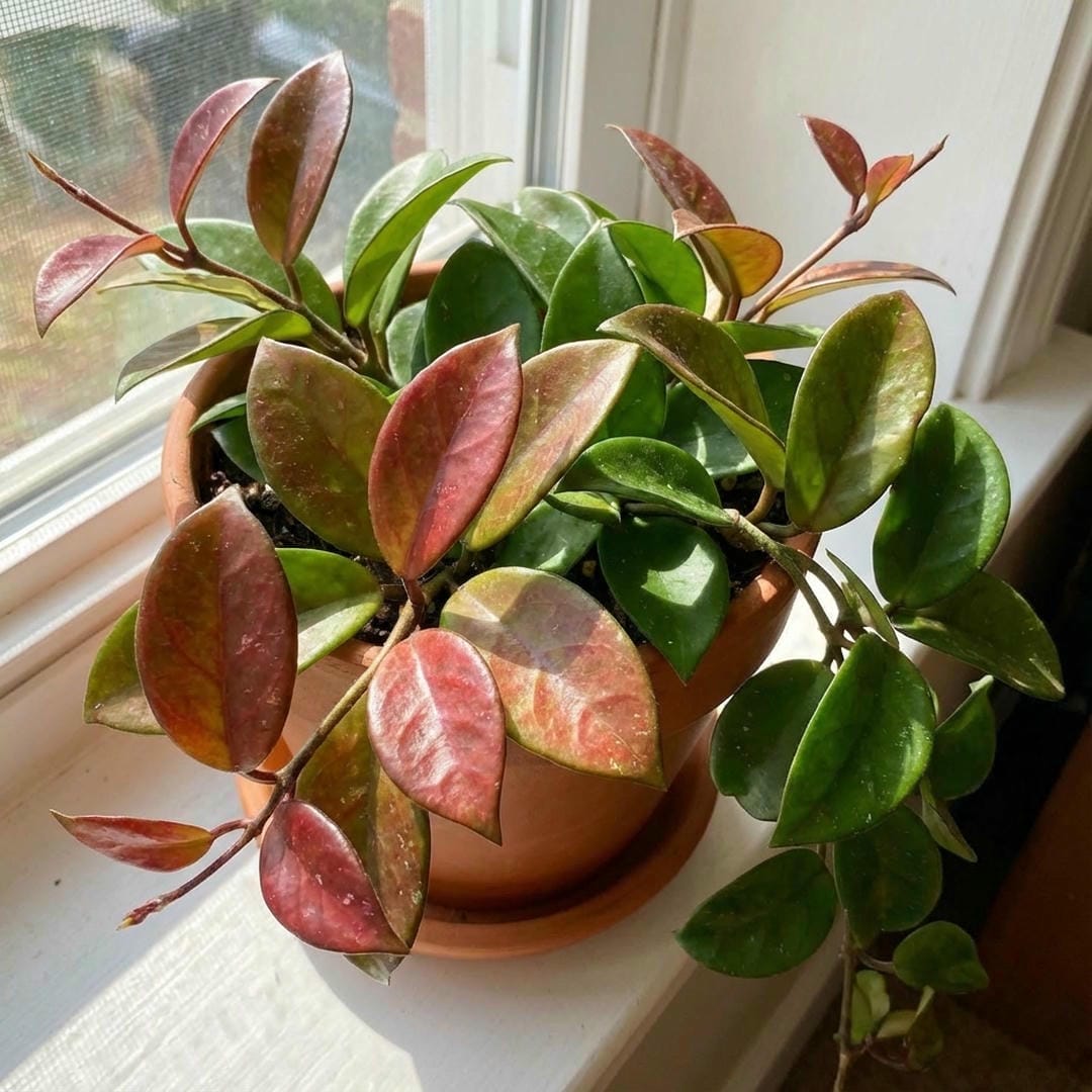 A Hoya carnosa leaf showing a beautiful reddish-bronze sun stress color compared to a green leaf