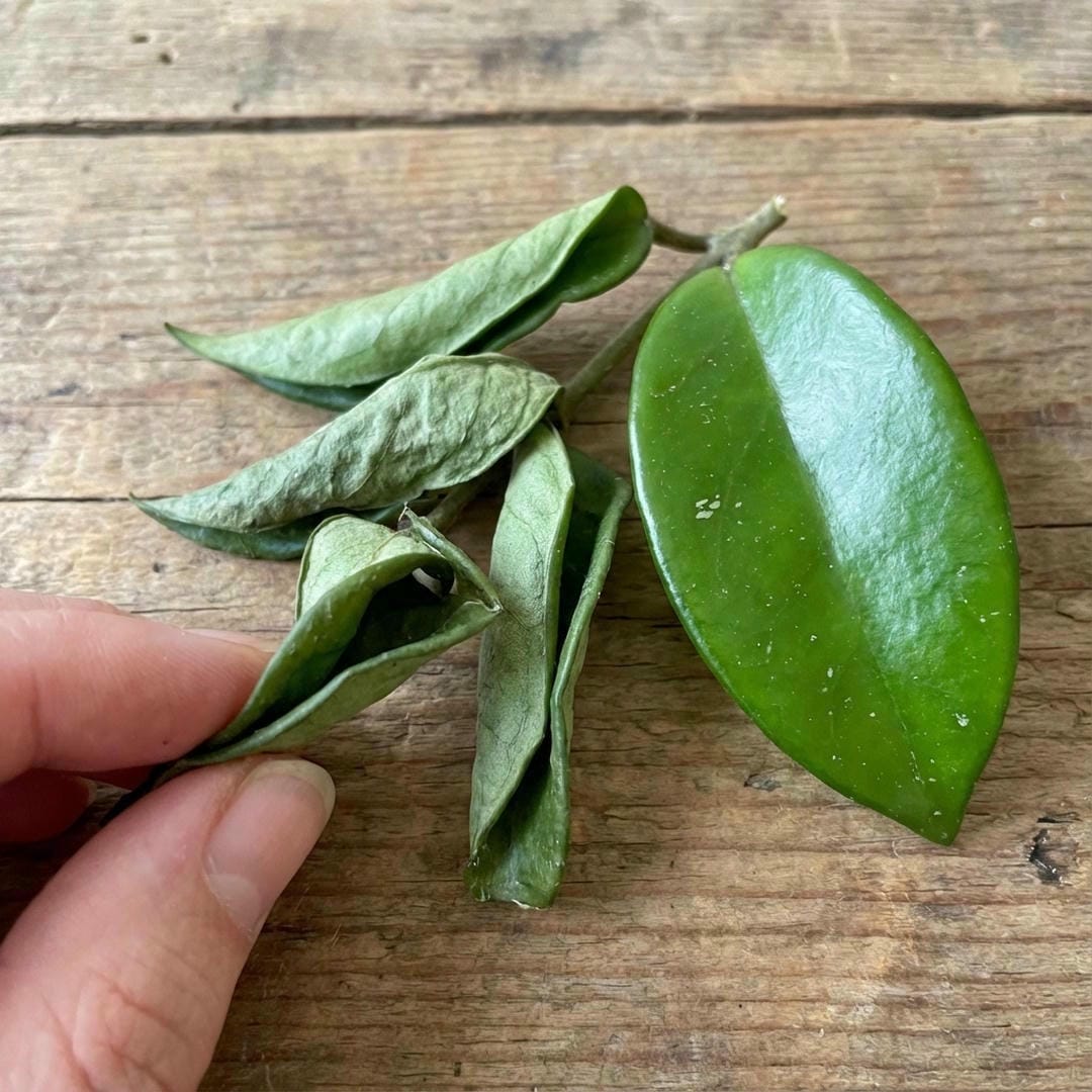 A Hoya plant with wrinkled, dehydrated leaves indicating it needs water