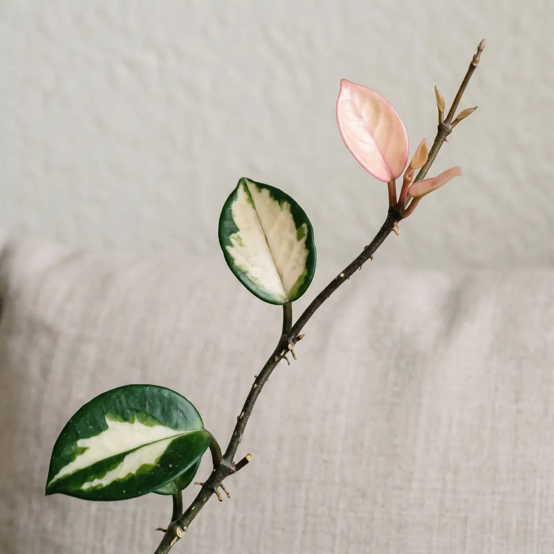 New Hoya Crimson Princess growth showing pale pink-cream centers maturing into the full green-edged variegation pattern
