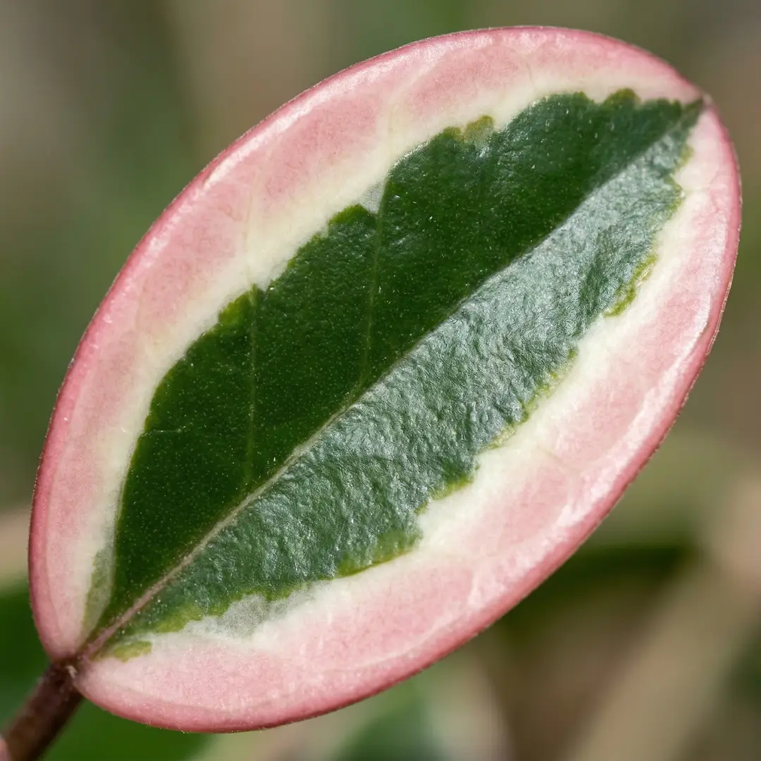 Close-up of a Hoya Crimson Queen leaf showing the tricolor pattern with deep green center and cream-to-pink outer margins