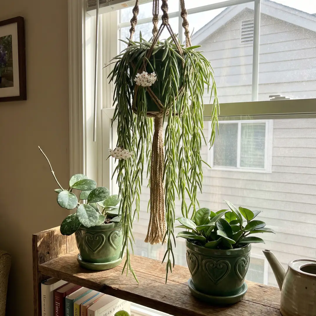 A mature Hoya Linearis in a macrame rope hanger near a bright east-facing window, with long cascading strings of narrow fuzzy needle-like green leaves hanging freely and two pendant white flower clusters visible among the strings, beside a Hoya Obovata with large silver-splashed leaves and a Hoya Carnosa on a wooden shelf below, warm domestic light creating a richly textured plant corner