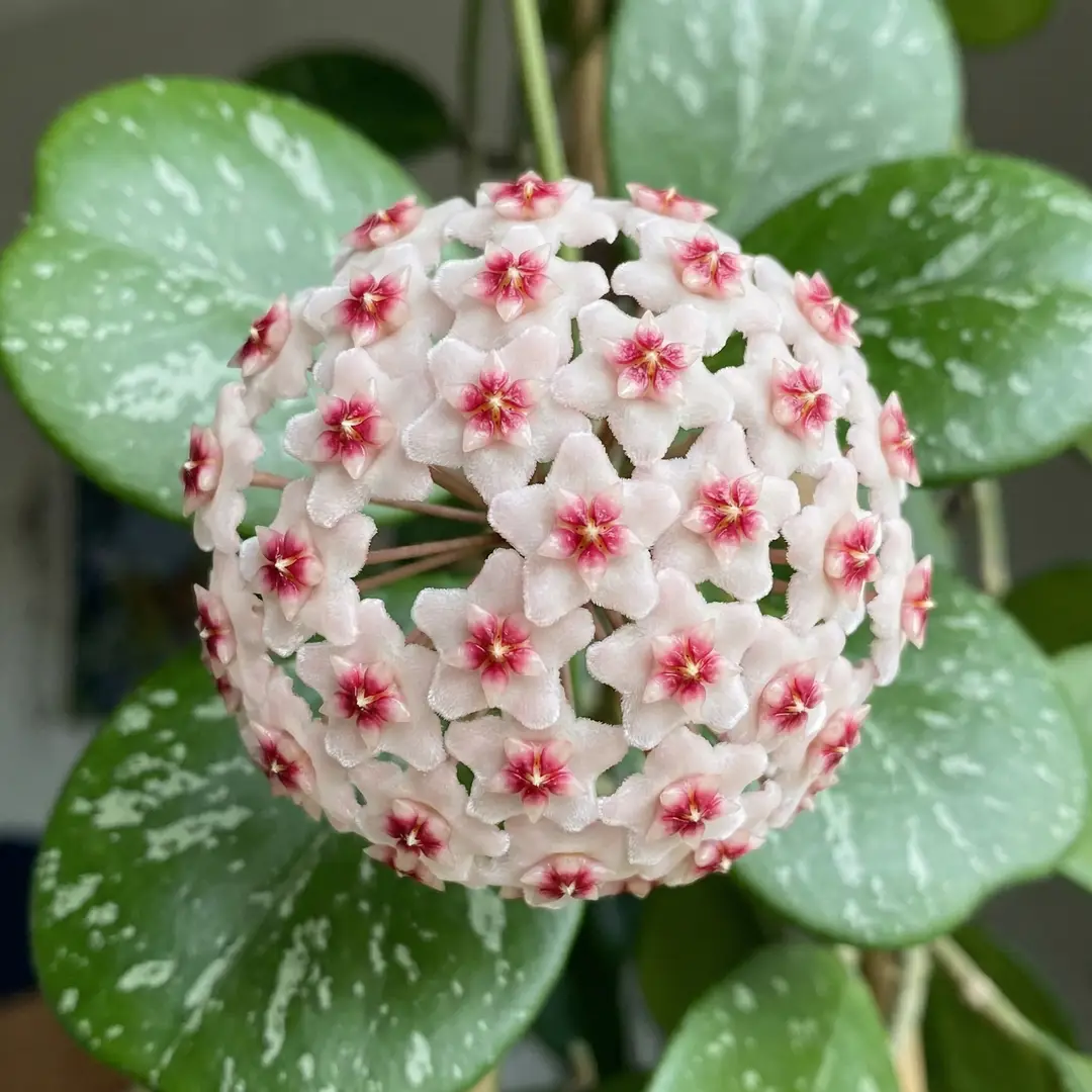 Close-up macro photograph of a Hoya Obovata flower umbel showing a large, rounded cluster of small white to pale pink star-shaped flowers with vivid deep pink to red center coronas, waxy and densely packed, against large rounded glossy silver-splashed green leaves, shallow depth of field with the front flowers sharp and the leaf background softly blurred