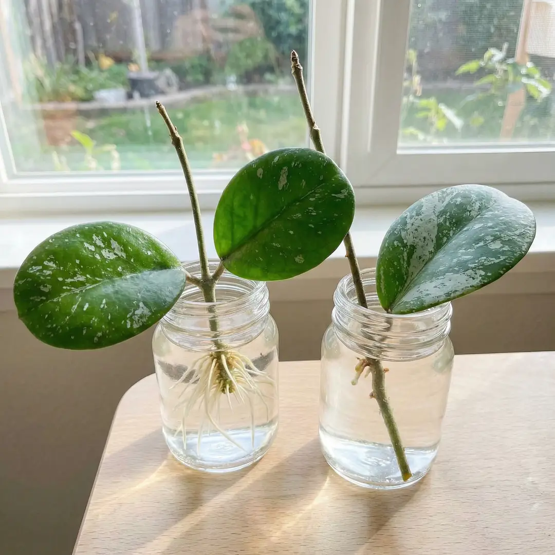 Two Hoya Obovata stem cuttings with large rounded silver-splashed leaves rooting in clear glass jars of water on a bright windowsill, one cutting showing white roots 1-2 inches long extending from the submerged node, the jars sitting on a light wooden surface with soft window light behind
