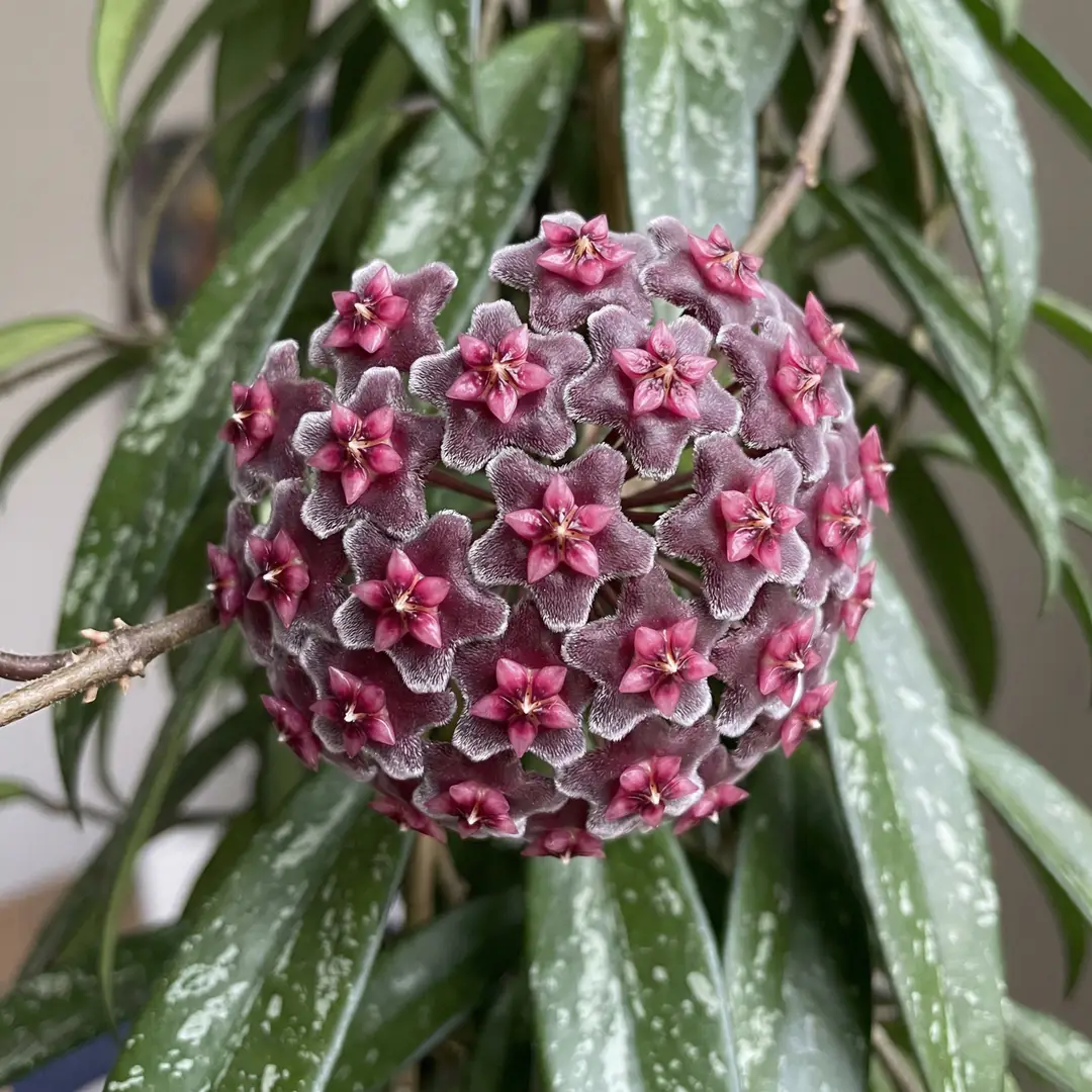 Close-up of Hoya Pubicalyx flowers: a rounded umbel of small, waxy, star-shaped dark burgundy and black-red blooms with pale pink centers, on a visible peduncle spur against dark green silver-splashed leaves