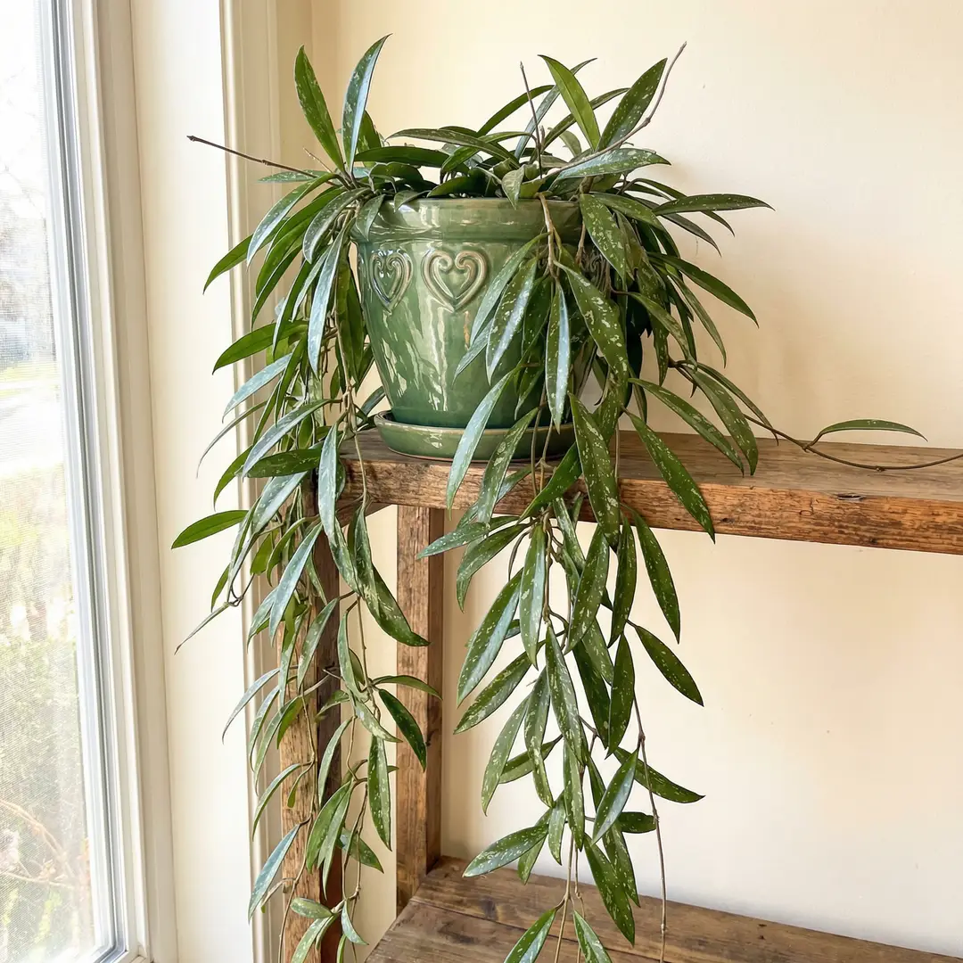 A large Hoya Pubicalyx with long trailing silver-splashed vines in a macrame hanger near a bright window, with a smaller Hoya Carnosa in a green ceramic pot with a heart motif displayed on a wooden shelf below