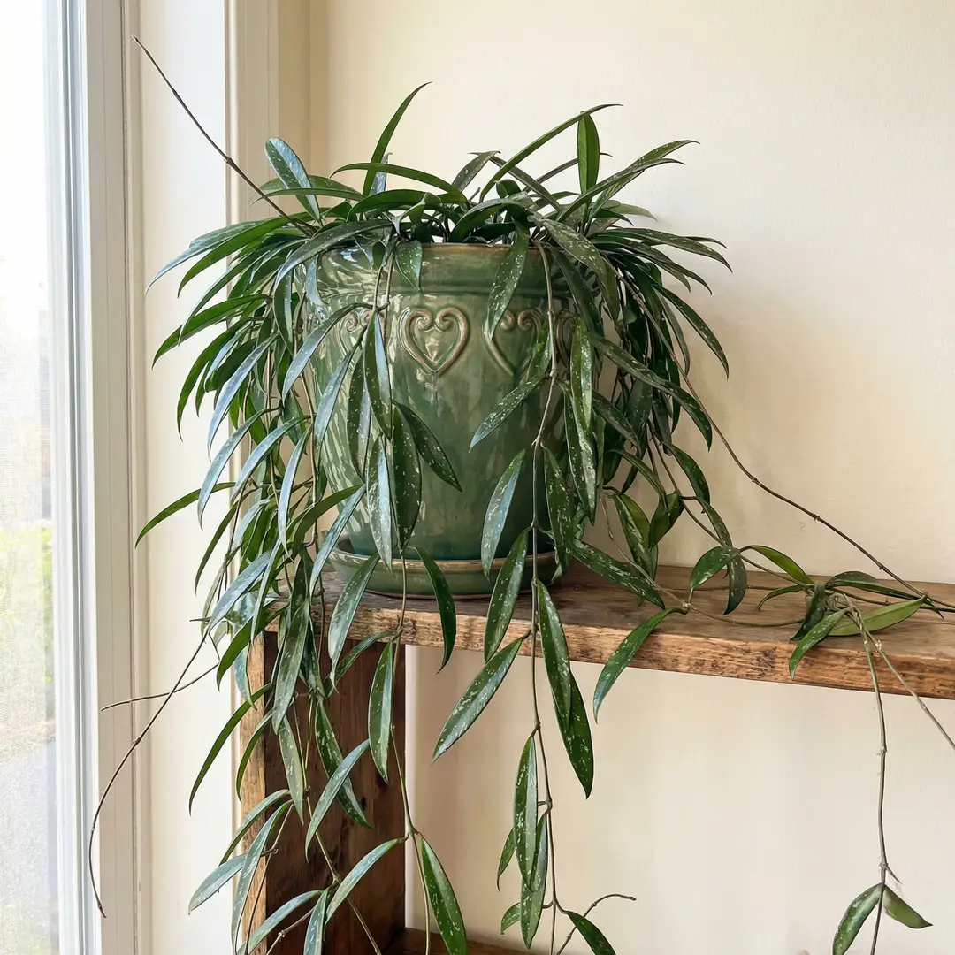 Complete Guide to Hoya Pubicalyx Care and Growth