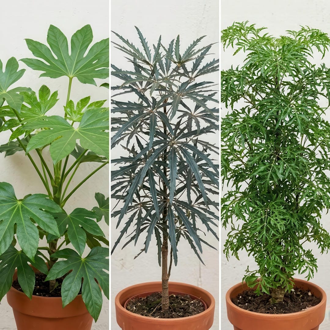 Side-by-side comparison of Japanese Aralia, False Aralia, and Ming Aralia, showing differences in leaf shape, texture, and growth habit.