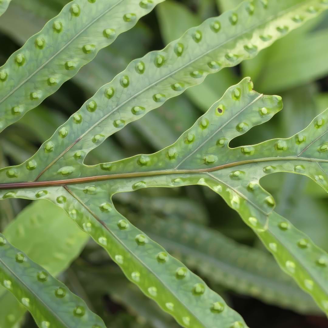 Close-up of the underside of a Kangaroo Fern frond showing rows of sori (spore cases).