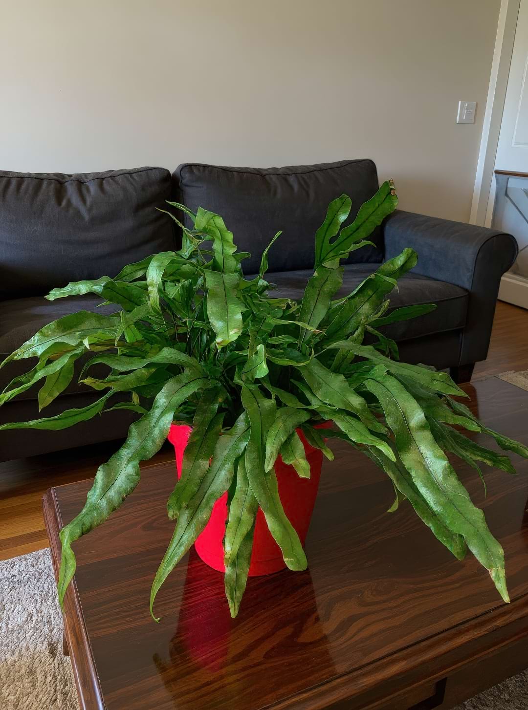 Kangaroo Fern in a vibrant red pot displayed on a wooden coffee table.