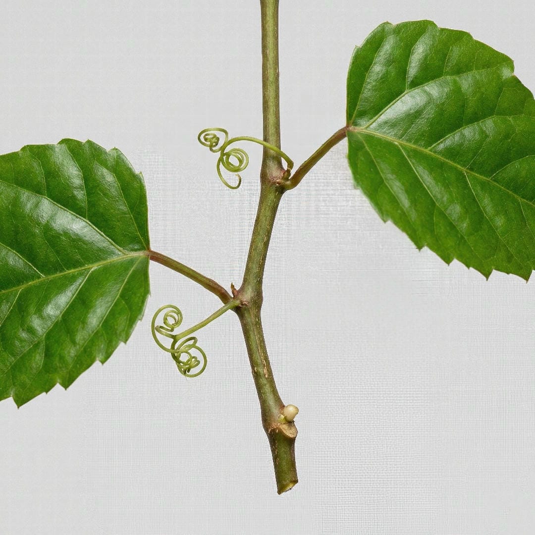 Close-up of a Kangaroo Ivy stem showing the node, tendril, and leaf structure with indicators of where to cut for propagation