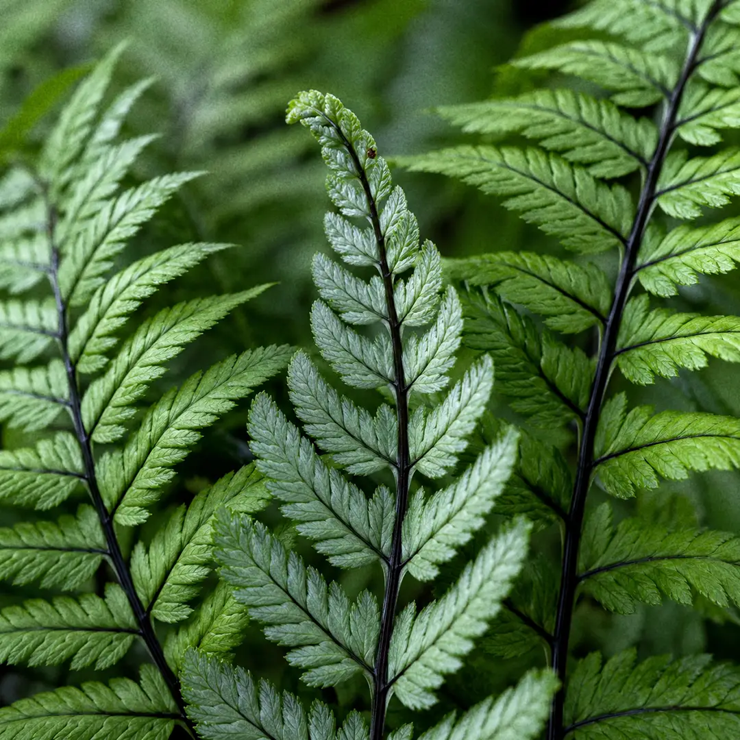 A macro close-up of Korean Rock Fern fronds showing the finely cut twice-pinnate leaflets in deep green, the nearly black leaf stalks and midribs running through them, and a silvery-gray young frond unrolling in sharp focus against softly blurred foliage