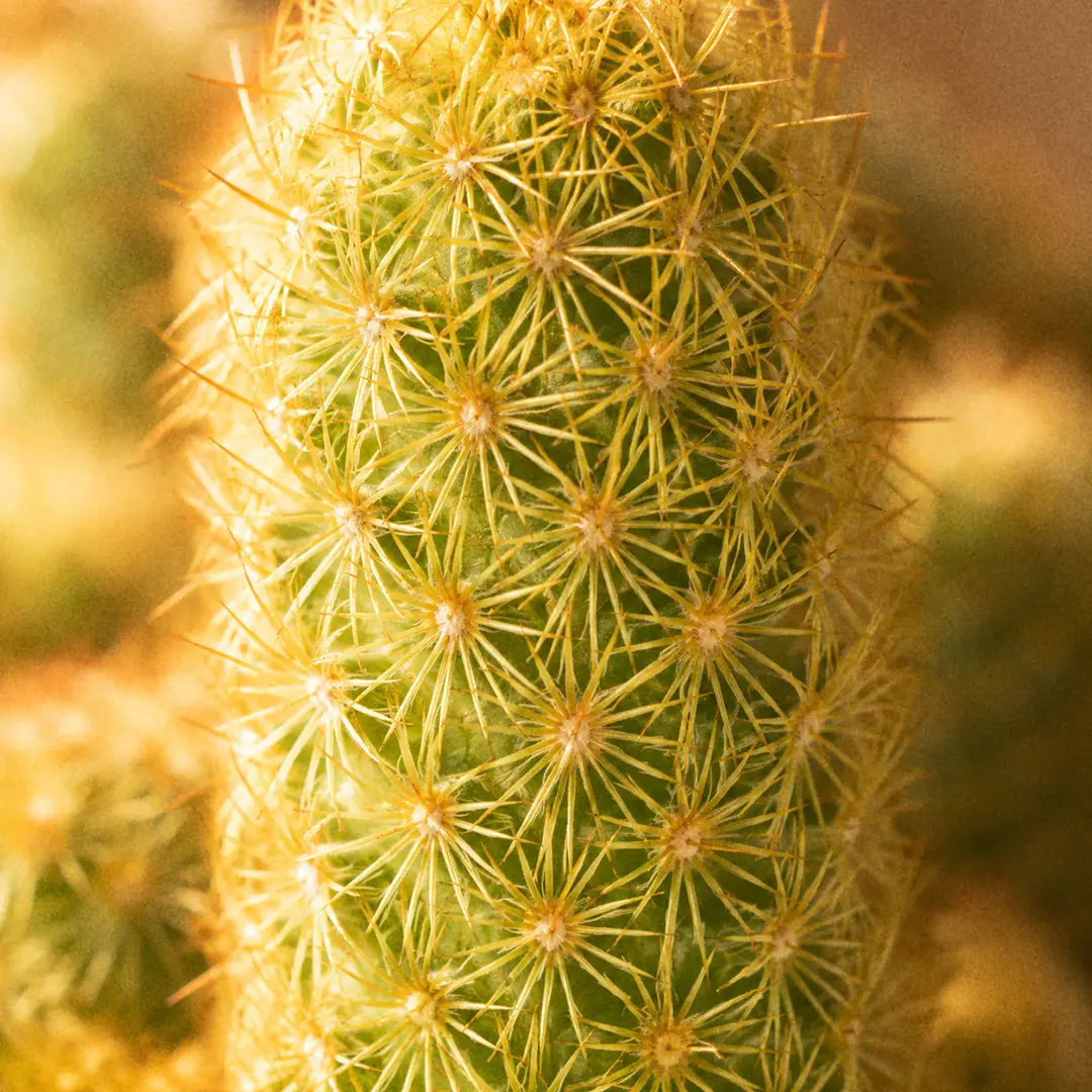 An extreme macro close-up of a single Lady Finger Cactus stem showing the flat star-shaped rosettes of golden radial spines arranged in neat spirals along the finger, sharp focus on the interlocking gold stars with the yellow-green stem just visible beneath