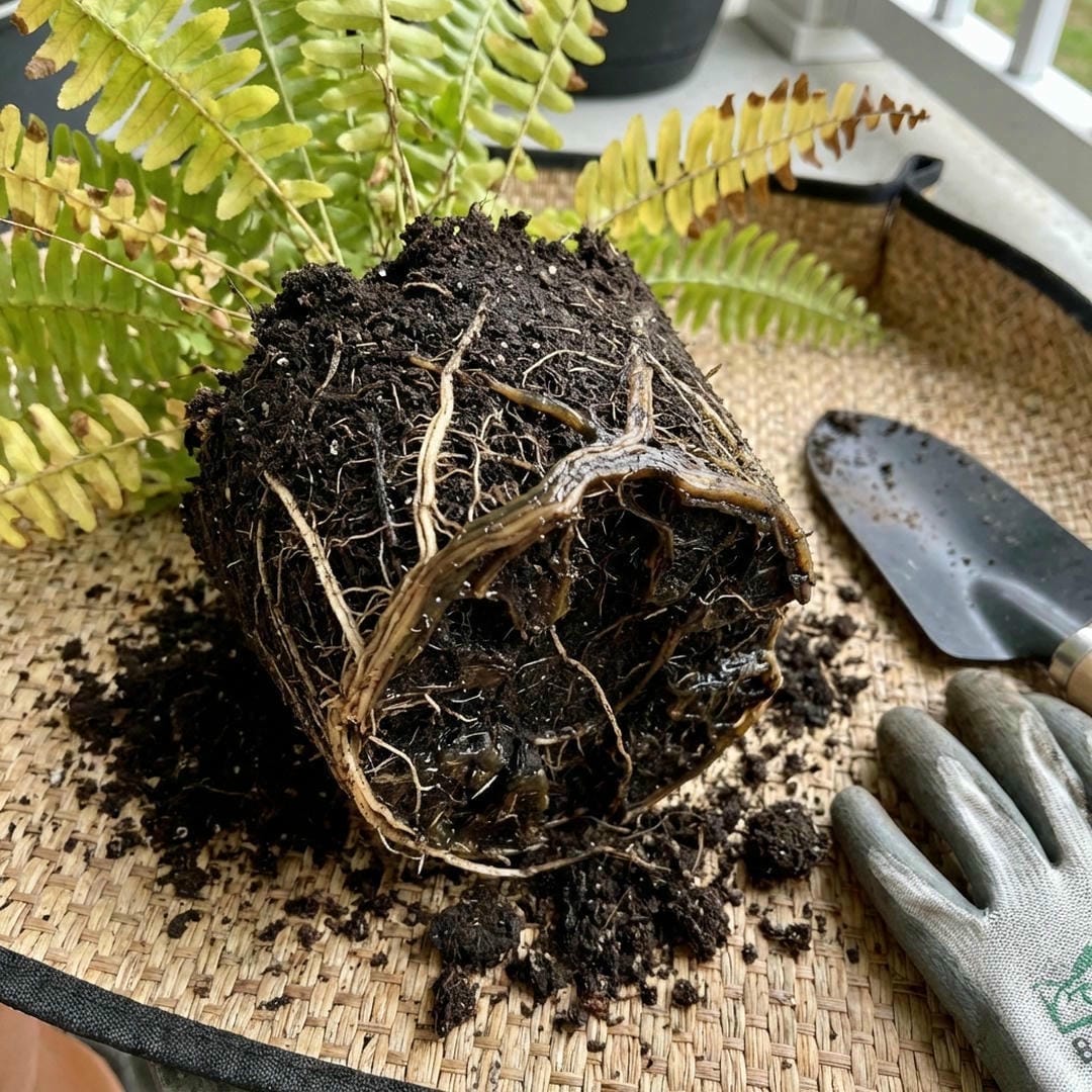 Roots of a lemon button fern suffering from root rot, appearing dark and mushy.