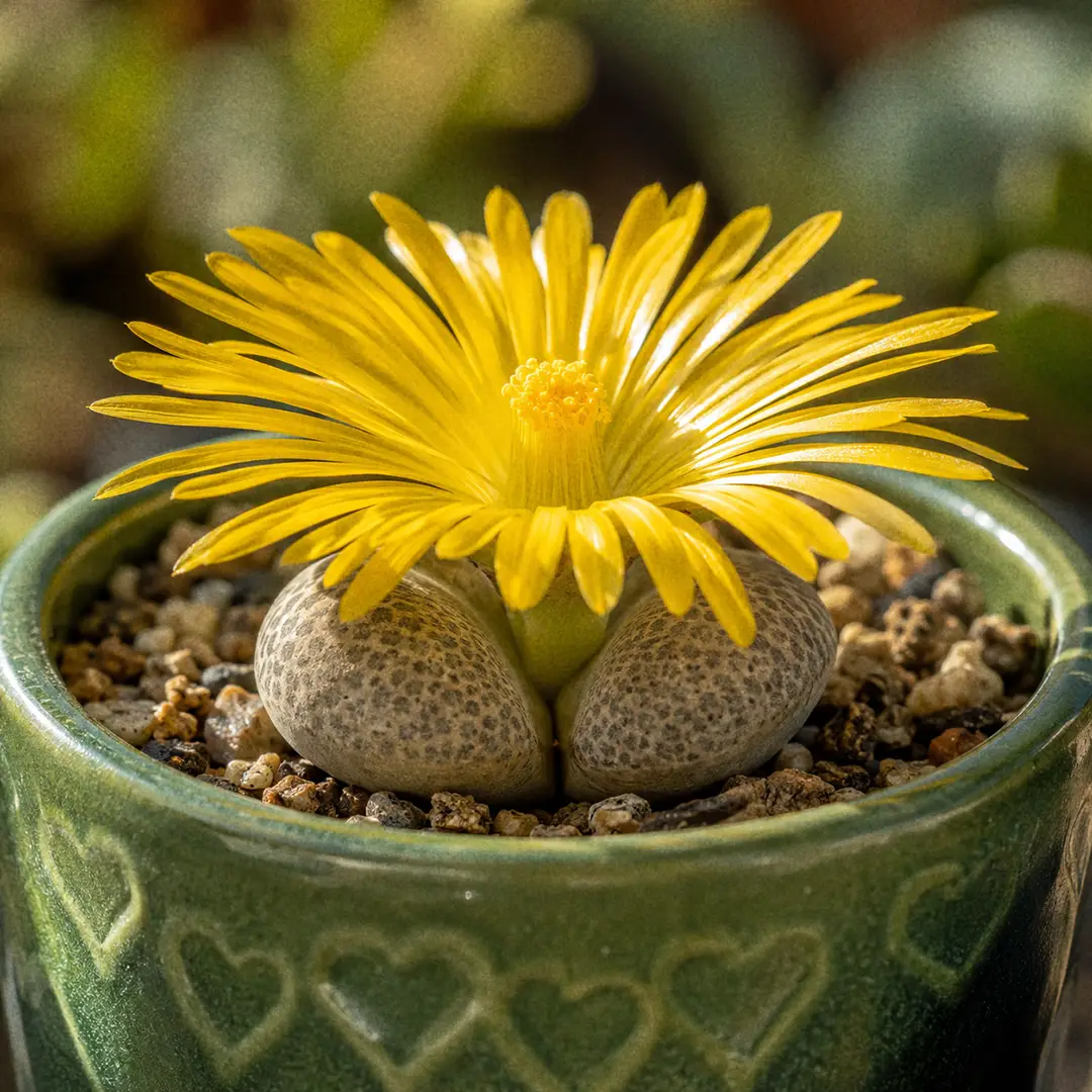 Close-up of a bright yellow daisy-like Lithops flower emerging from the central fissure of a pebble-like succulent in a green ceramic pot with a heart motif