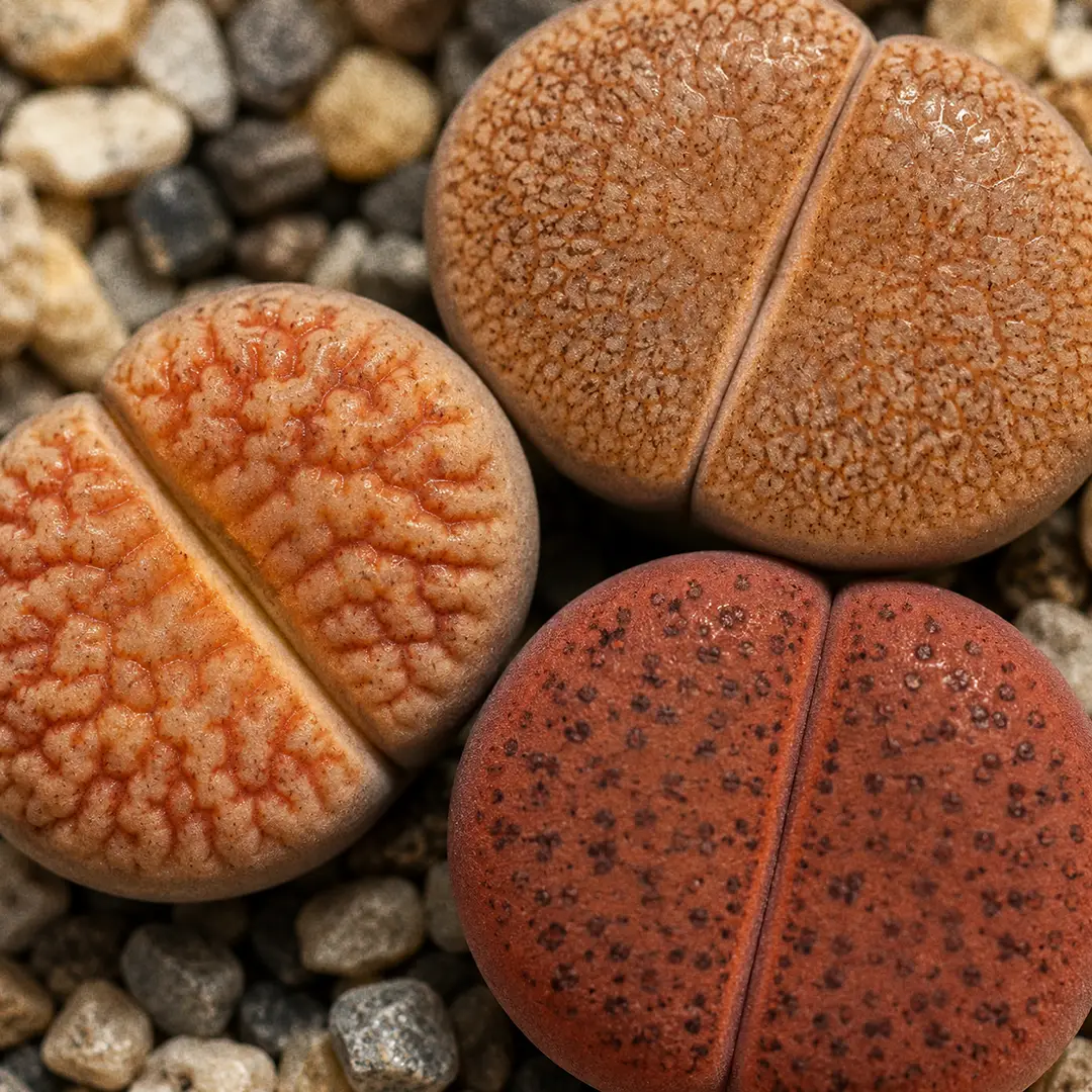 Close-up macro of a Lithops top surface showing the translucent mottled window pattern, branching lines, and dotted texture across the two fused leaves