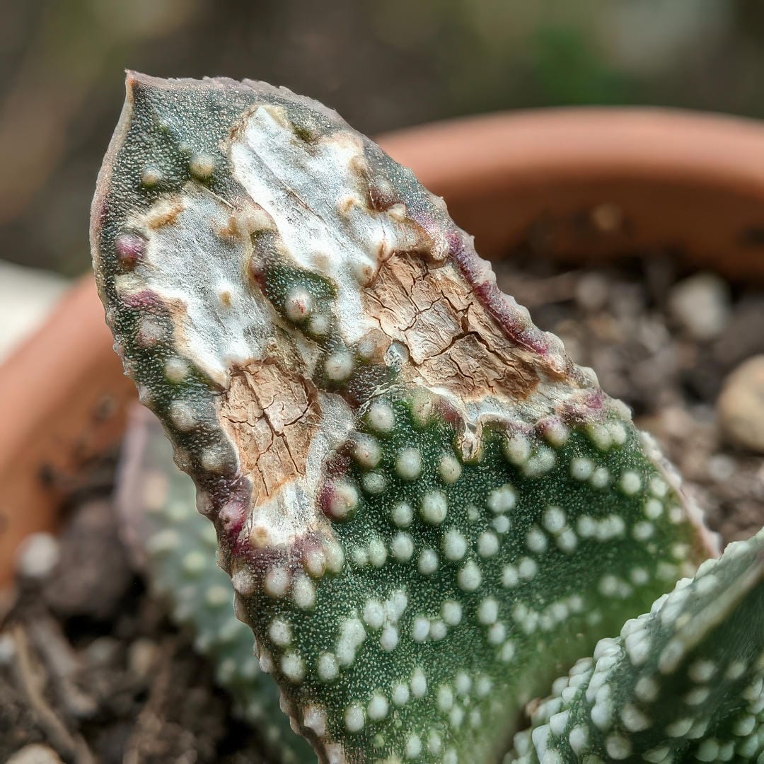 Gasteria Little Warty leaf showing bleached and scorched patches from excessive direct sunlight