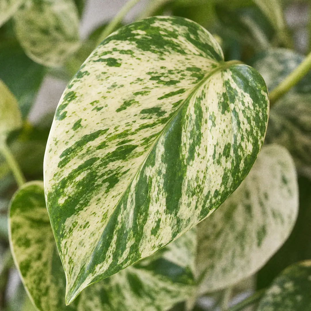 A macro close-up of a Marble Queen Pothos leaf showing the heavy cream and white marbled variegation against the green base