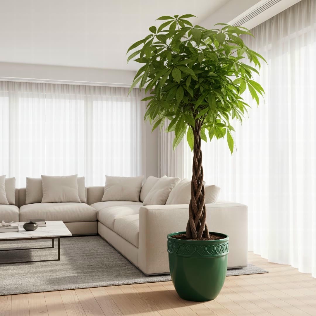 A tall, healthy Money Tree in a decorative pot next to a sofa in a modern living room.