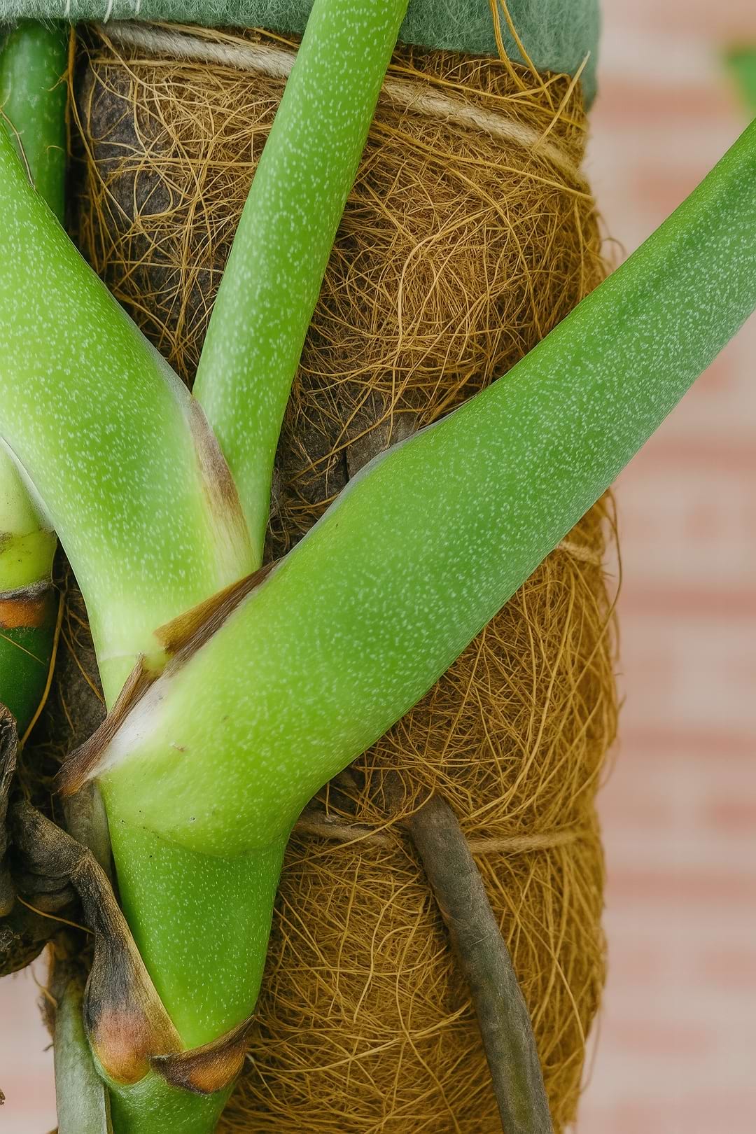A mature Monstera pinnatipartita climbing up a moss pole close up