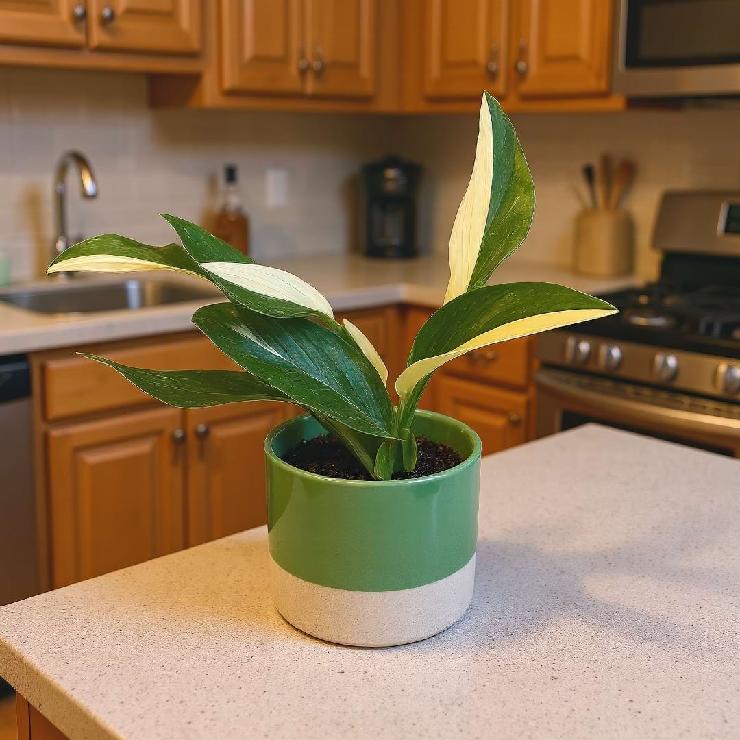 Complete Guide to Monstera Standleyana Care and Growth
