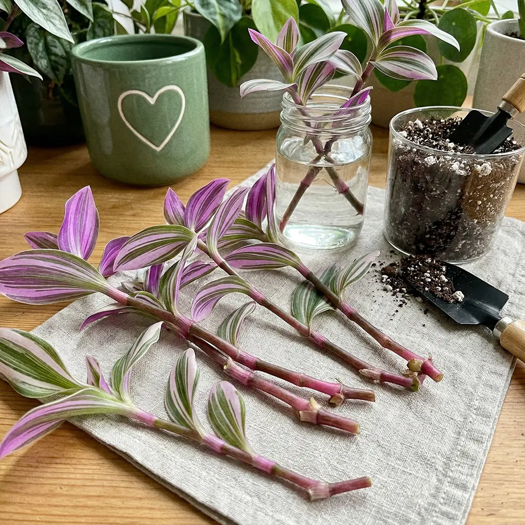 Nanouk stem cuttings with visible nodes ready for water and soil propagation beside a green pot with a heart motif.