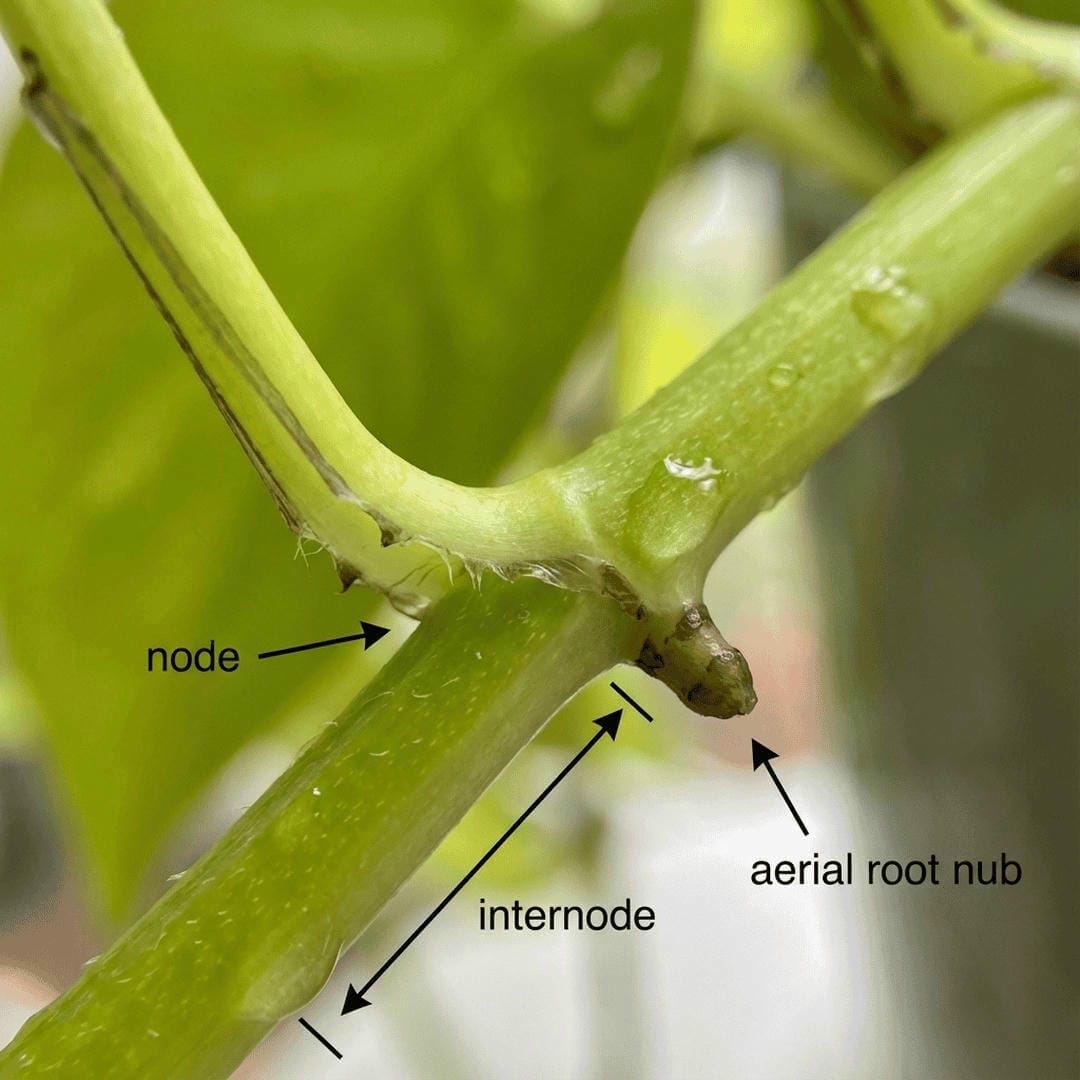 Diagram of a Pothos stem showing the node, internode, and aerial root nub for propagation