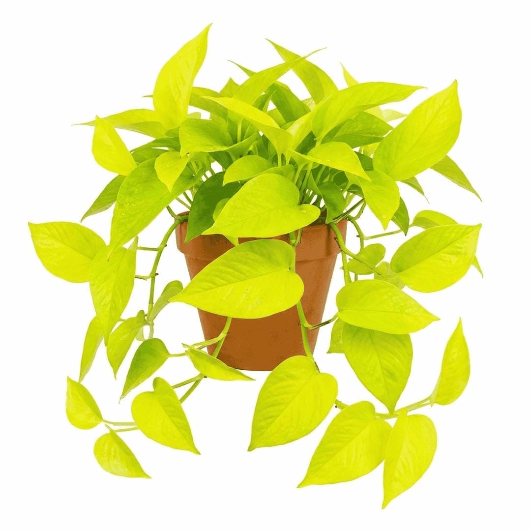 Neon Pothos