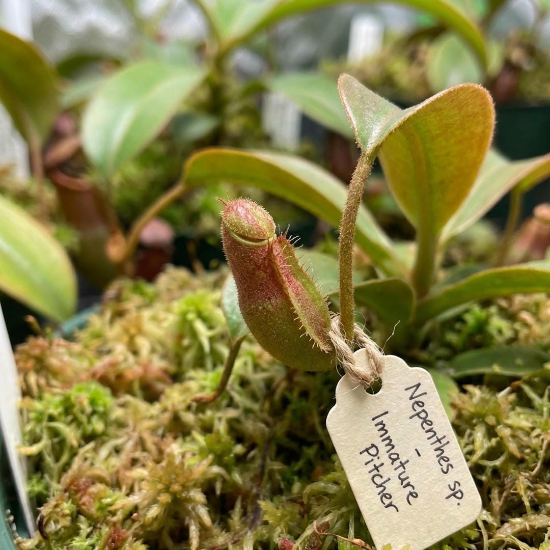 A small fuzzy baby pitcher forming on the end of a leaf tendril