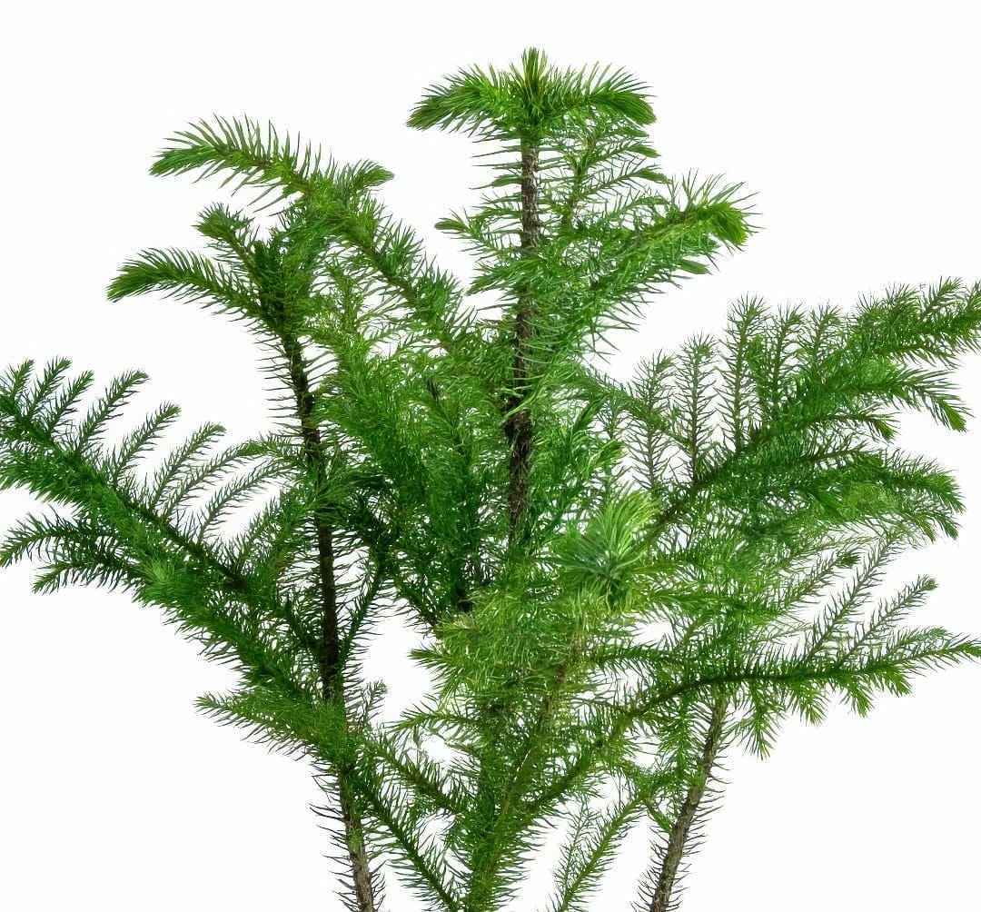 A close-up of the soft, green needles of a Norfolk Island Pine.
