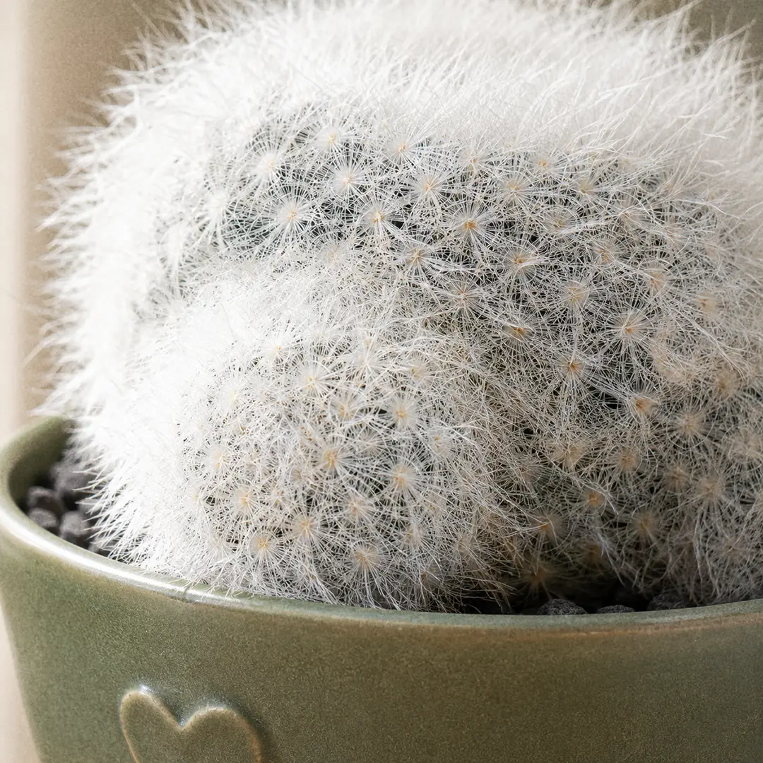 A macro close-up of the dense long white hair-like spine coat of an Old Lady Cactus, sharp focus on the silky radial spines arranged in spiral tufts along the tubercles, with a faint glimpse of the bluish-green body underneath