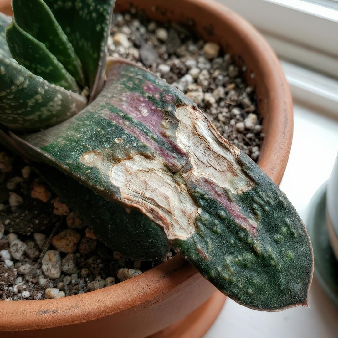 Ox Tongue (Gasteria) leaf showing bleached and scorched areas from excessive direct sunlight