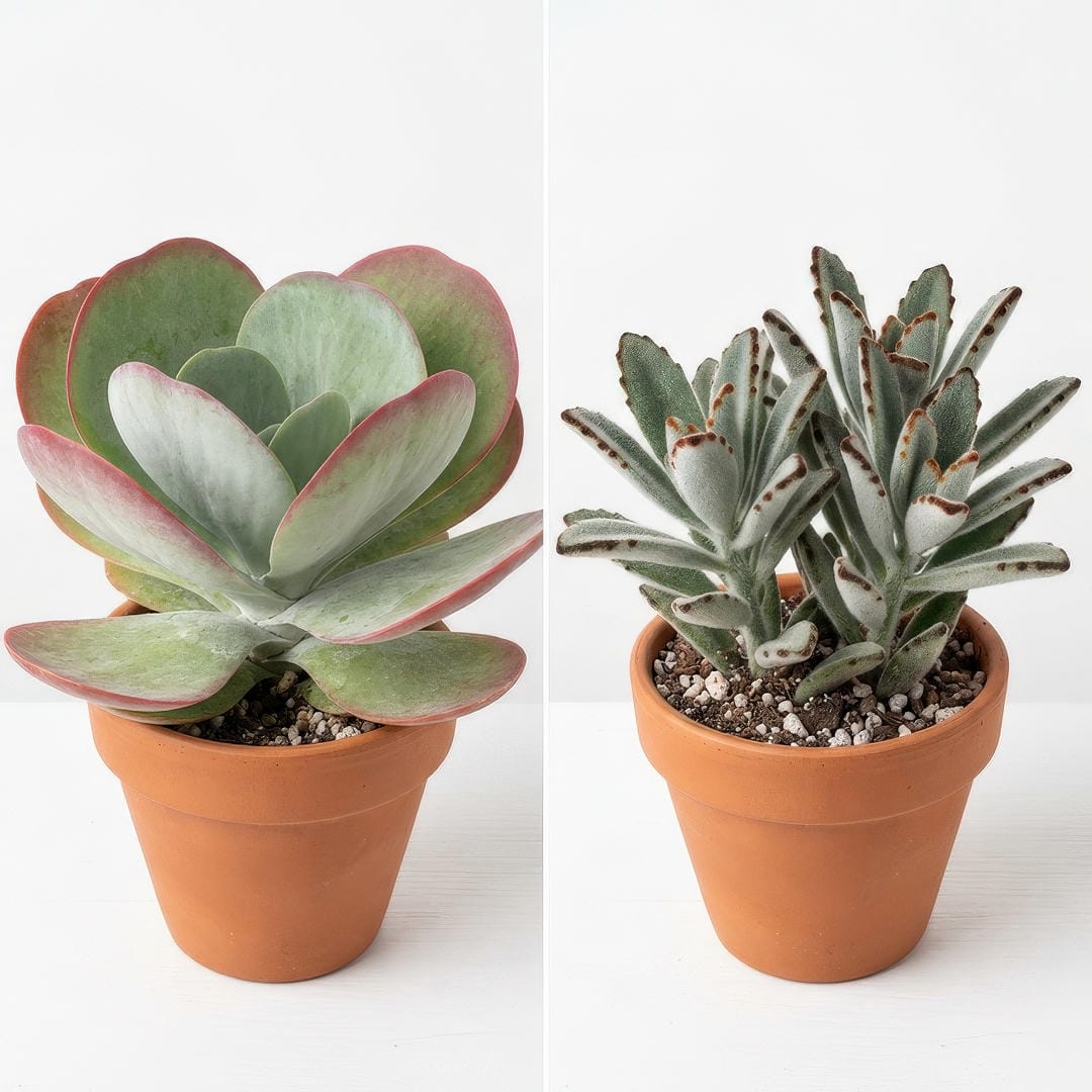 Side-by-side comparison of Paddle Plant (Kalanchoe thyrsiflora) with large flat rounded grey-green leaves with red edges on the left and Panda Plant (Kalanchoe tomentosa) with smaller elongated fuzzy grey-green leaves with chocolate brown tips on the right showing the contrast in leaf shape and texture between the two Kalanchoe species