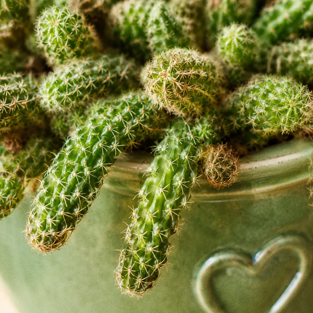 A macro close-up of the short, fat, finger-like segments of a Peanut Cactus showing the soft white bristly spines along each green stem
