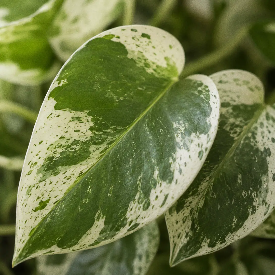A macro close-up of a Pearls and Jade Pothos leaf showing the green center, creamy white margins, and the tiny green and grey speckles scattered through the white edges