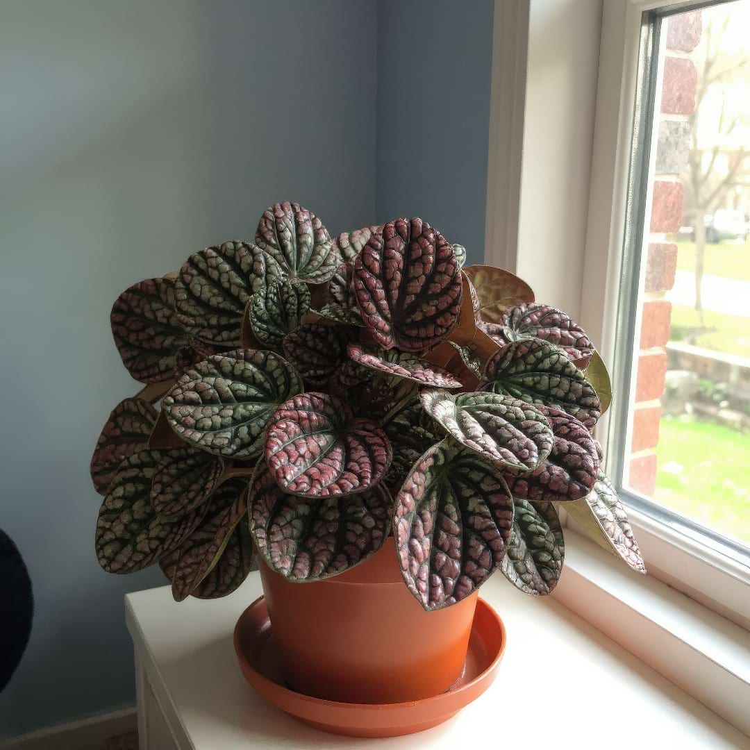 An Emerald Ripple Peperomia thriving on a windowsill, receiving bright, indirect light.
