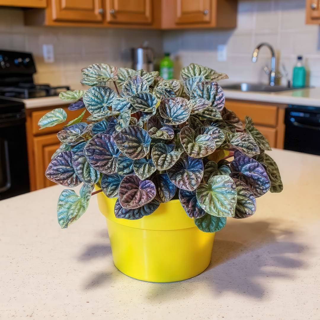 A vibrant Emerald Ripple Peperomia in a yellow pot displayed on a kitchen counter.