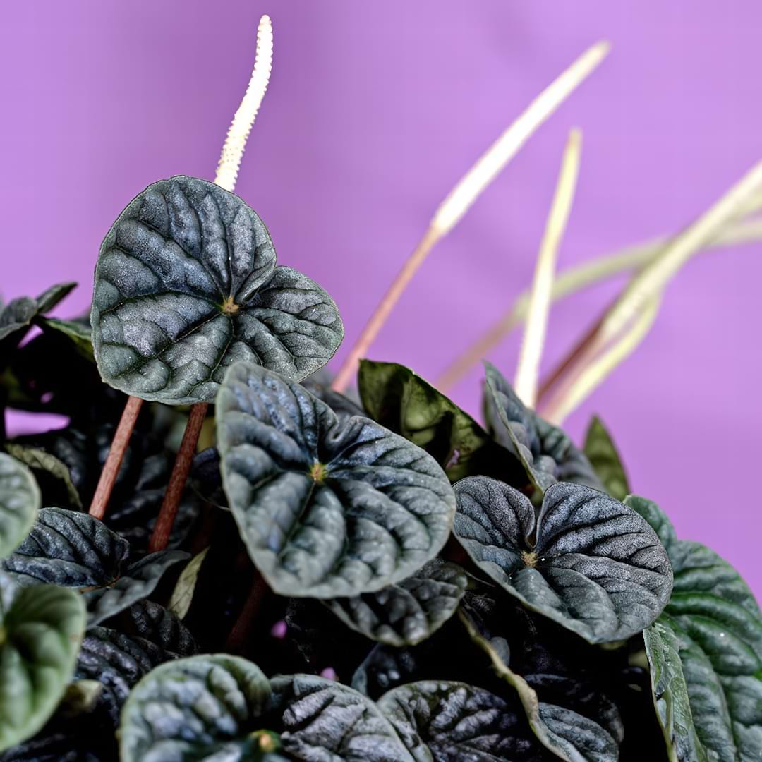 Emerald Ripple Peperomia