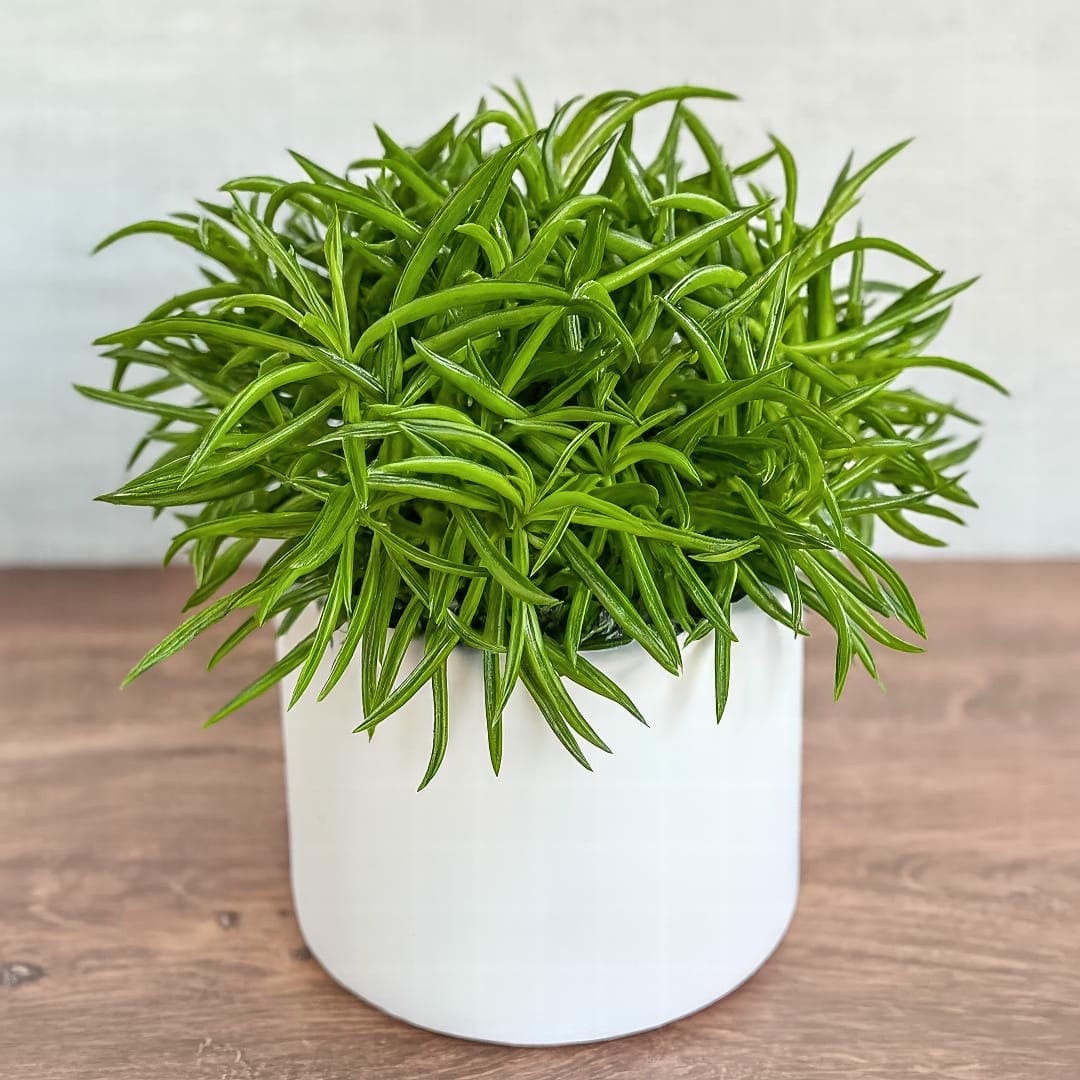 A stylish Peperomia Green Bean plant displayed in a modern white ceramic pot.