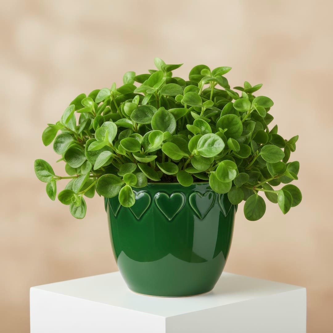 Teardrop Peperomia