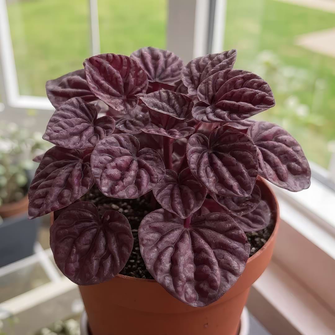 Red Ripple Peperomia