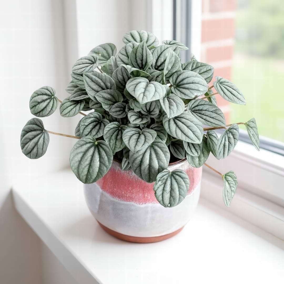 Silver Ripple Peperomia