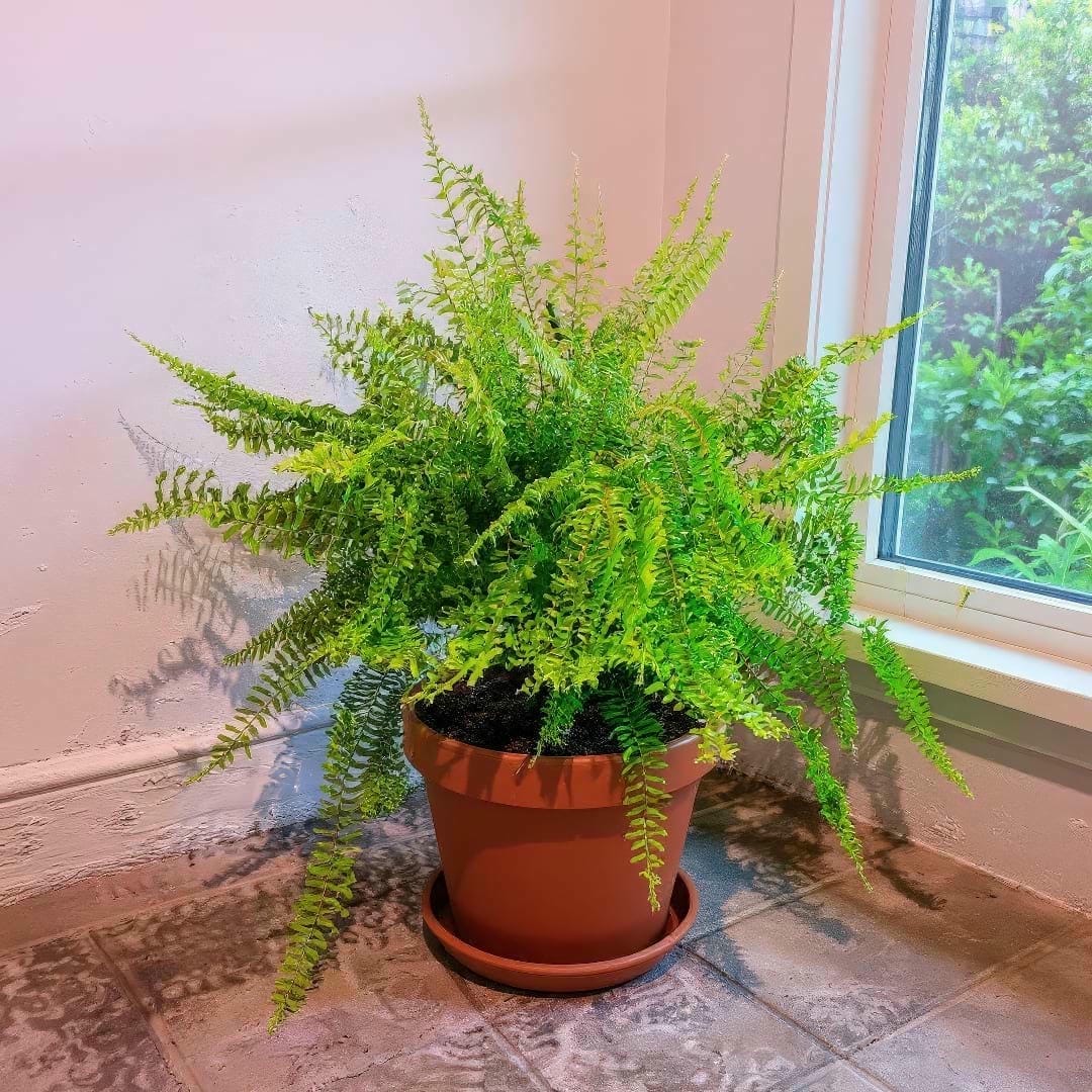 Petticoat Fern in a terracotta pot thriving in bright indirect light near a window