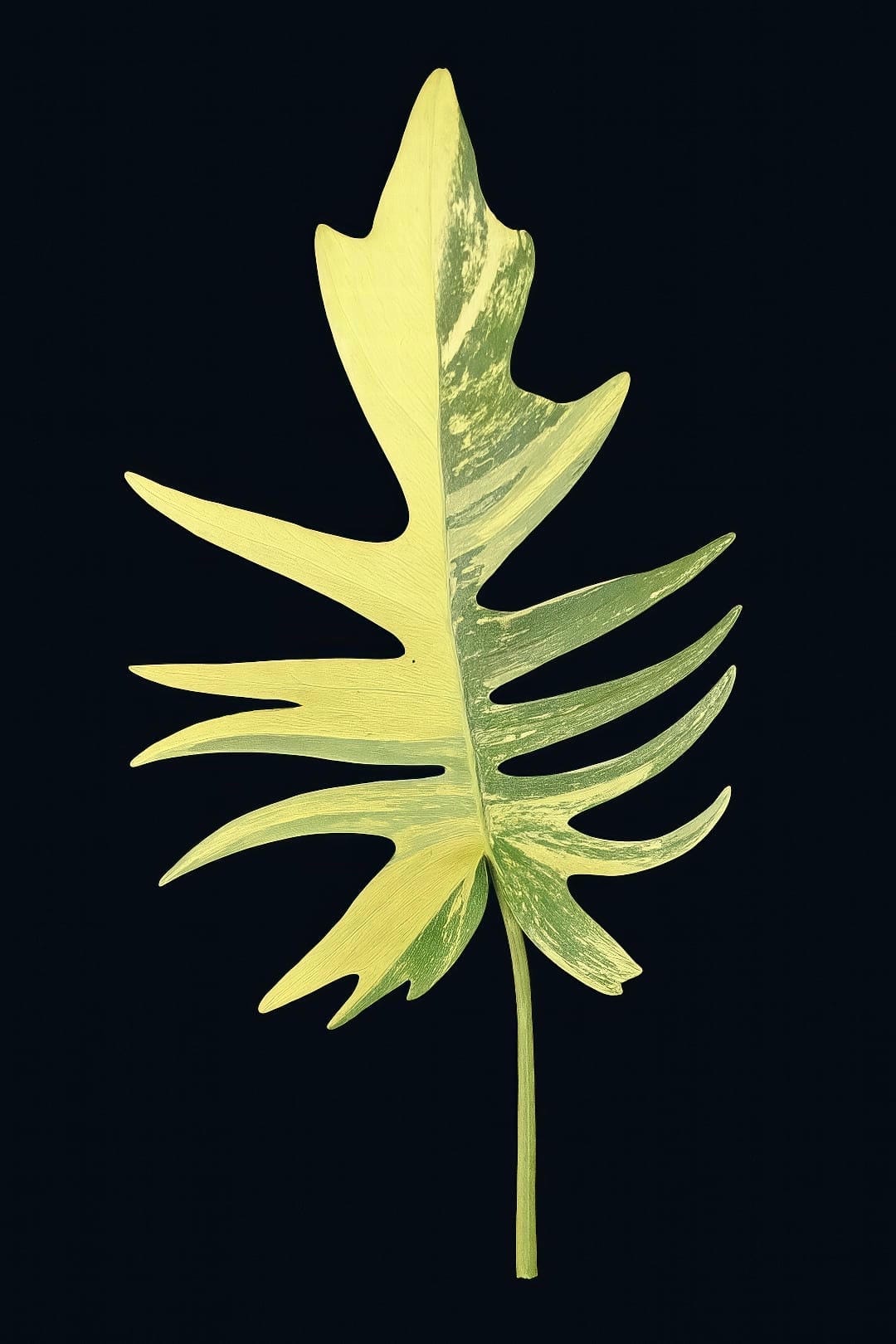 An extreme close-up of a variegated Florida Beauty x Tortum leaf, highlighting its delicate, deeply cut lobes.