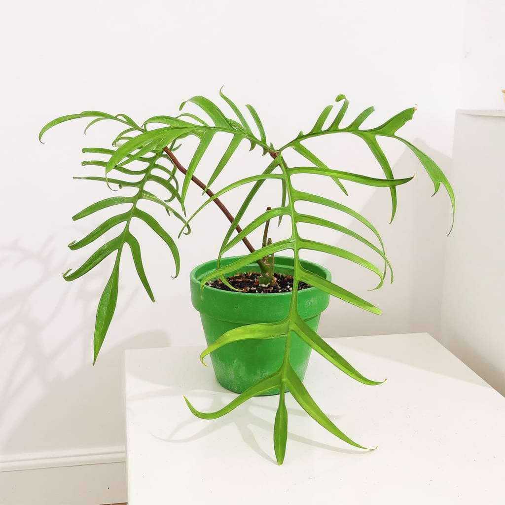 Philodendron Polypodioides