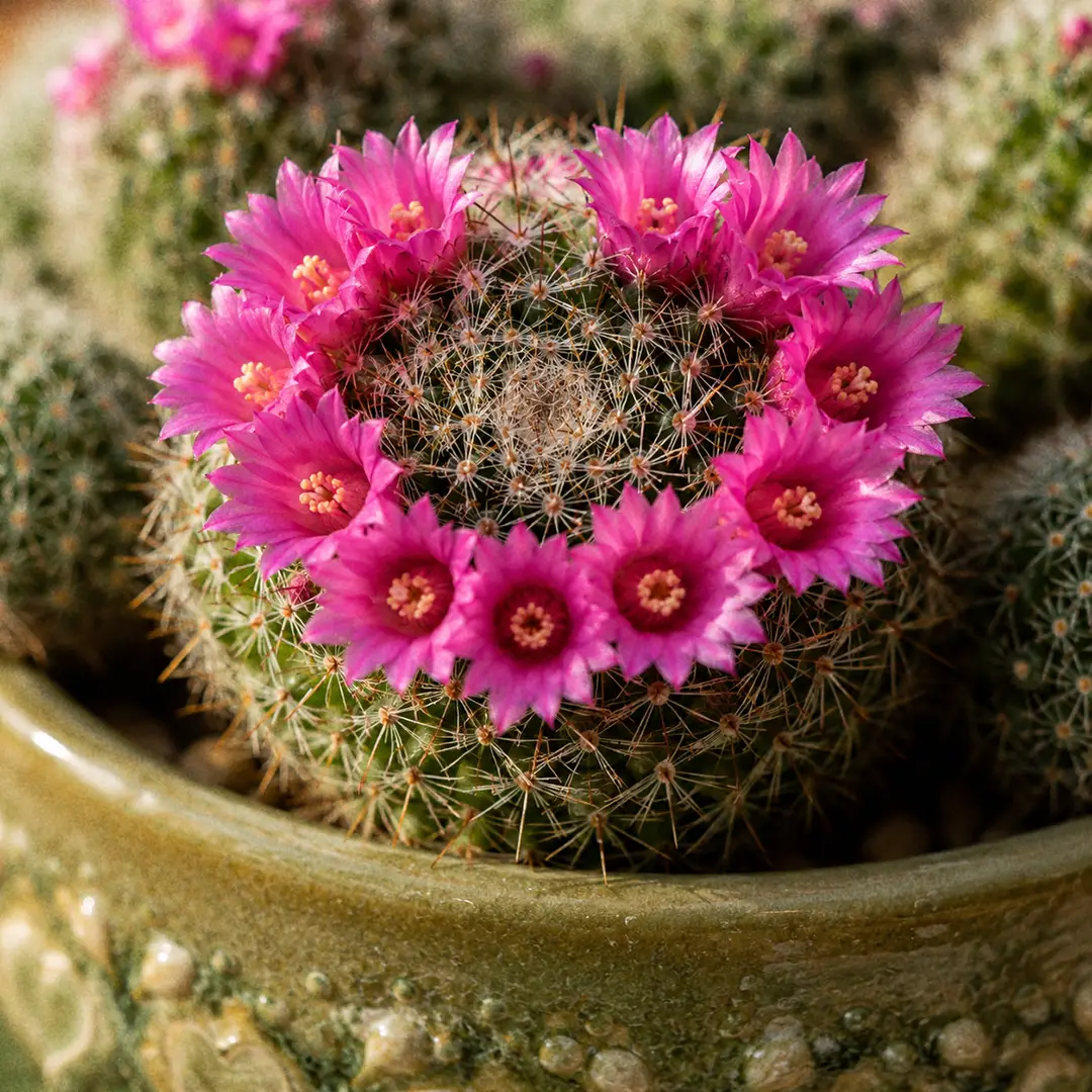 A macro close-up of a Pincushion Cactus in full bloom, showing a perfect ring of bright magenta-pink funnel-shaped flowers crowning the spiny green head, sharp focus on the open petals with the spines and tubercles softly out of focus